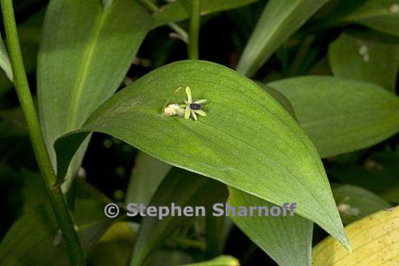 ruscus hypophyllum 1 graphic